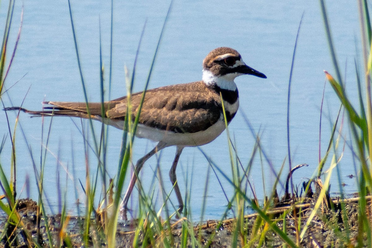 Killdeer - ML622422265