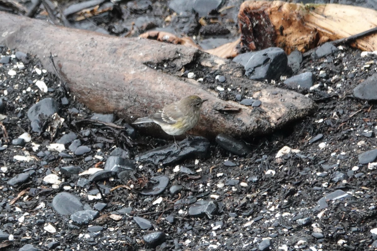 Yellow-rumped Warbler - ML622422290