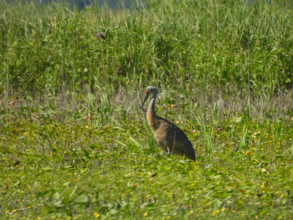 Sandhill Crane - Kelly Ormesher