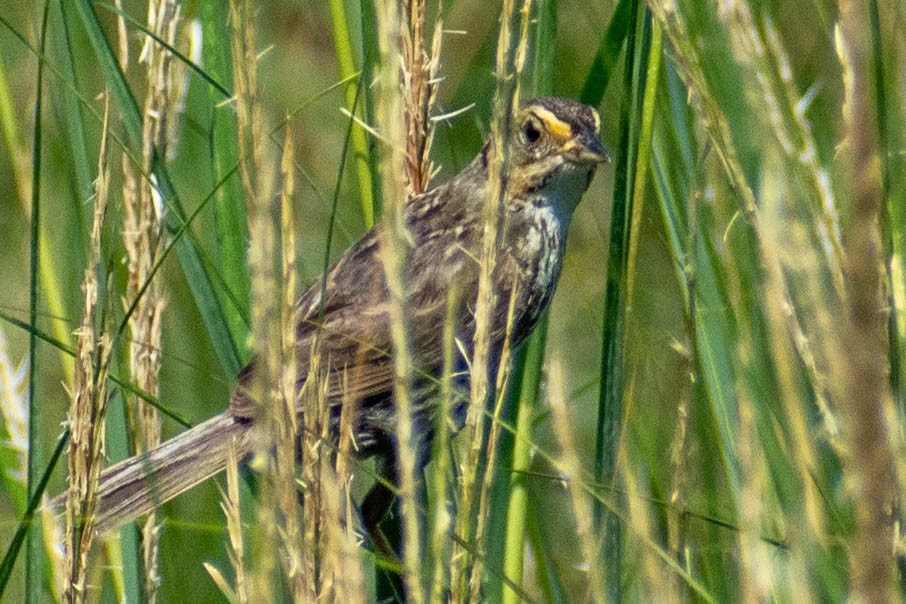 Saltmarsh Sparrow - ML622422424