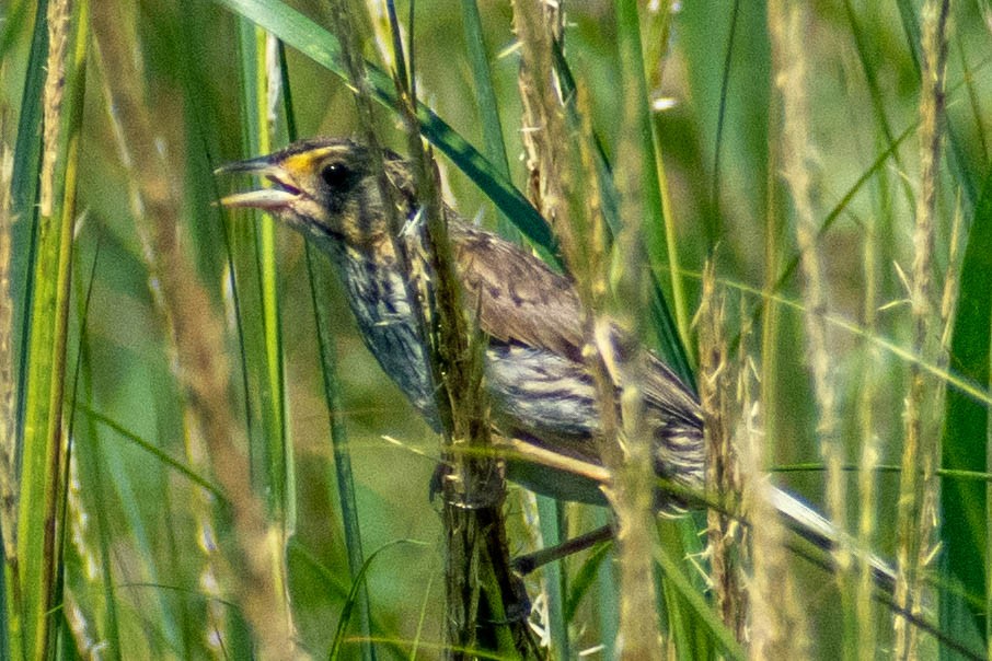 Saltmarsh Sparrow - ML622422425