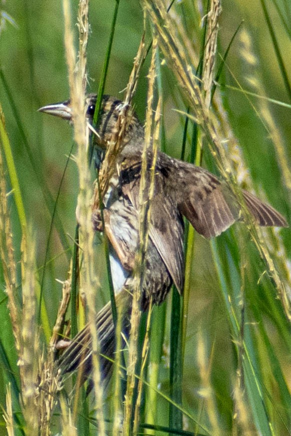 Saltmarsh Sparrow - Tatiana Dolgushina