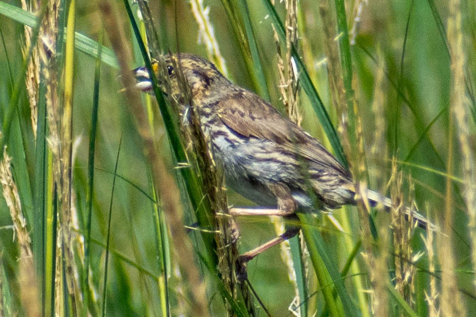 Saltmarsh Sparrow - ML622422427