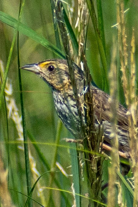 Saltmarsh Sparrow - ML622422428