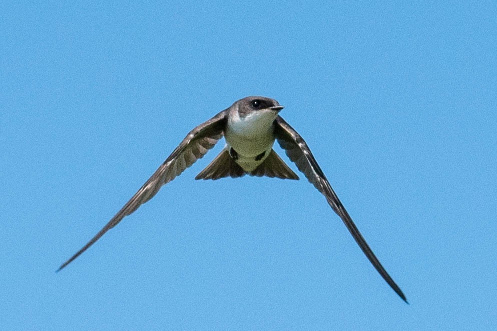 Tree Swallow - ML622422456