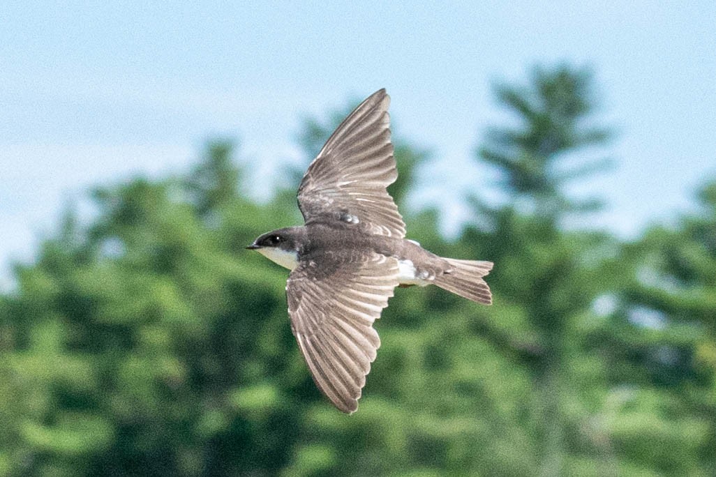 Tree Swallow - ML622422520