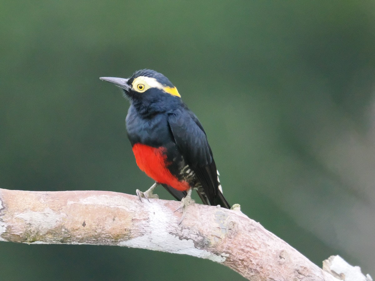 Yellow-tufted Woodpecker - ML622422561