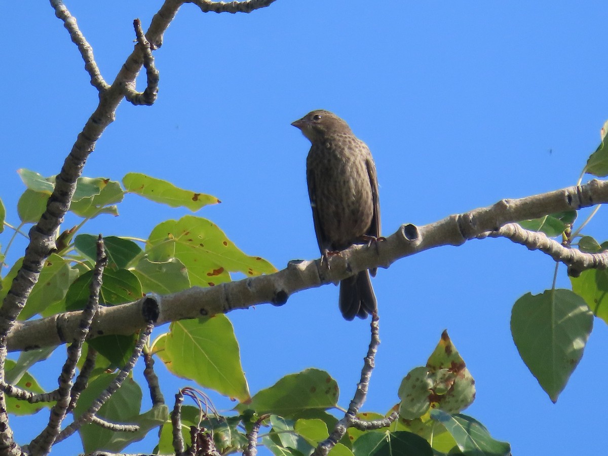 Brown-headed Cowbird - ML622422712