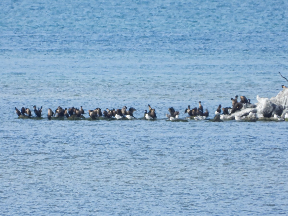 Double-crested Cormorant - ML622422743