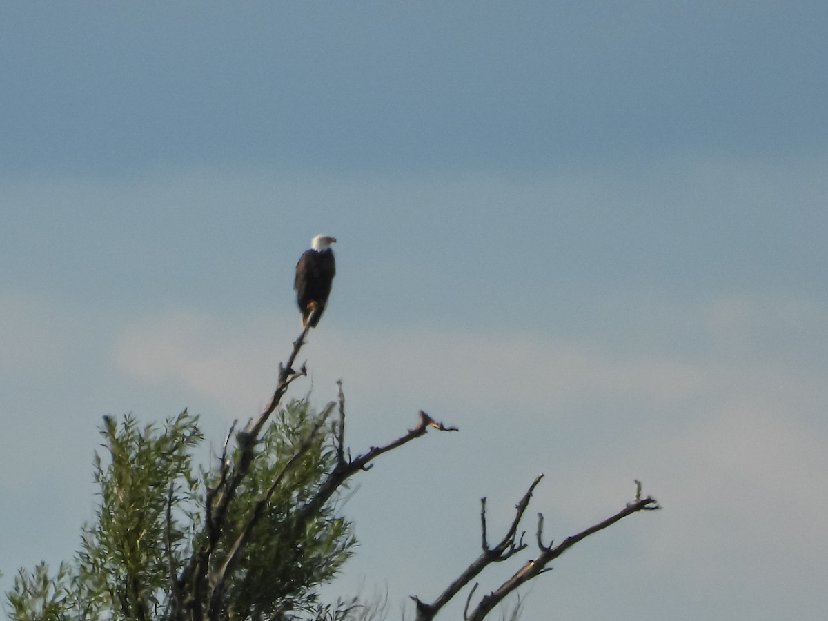 Bald Eagle - ML622422748