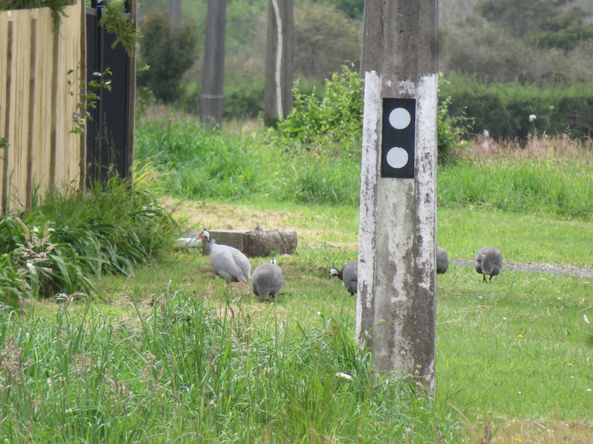 Helmeted Guineafowl (Domestic type) - ML622422856