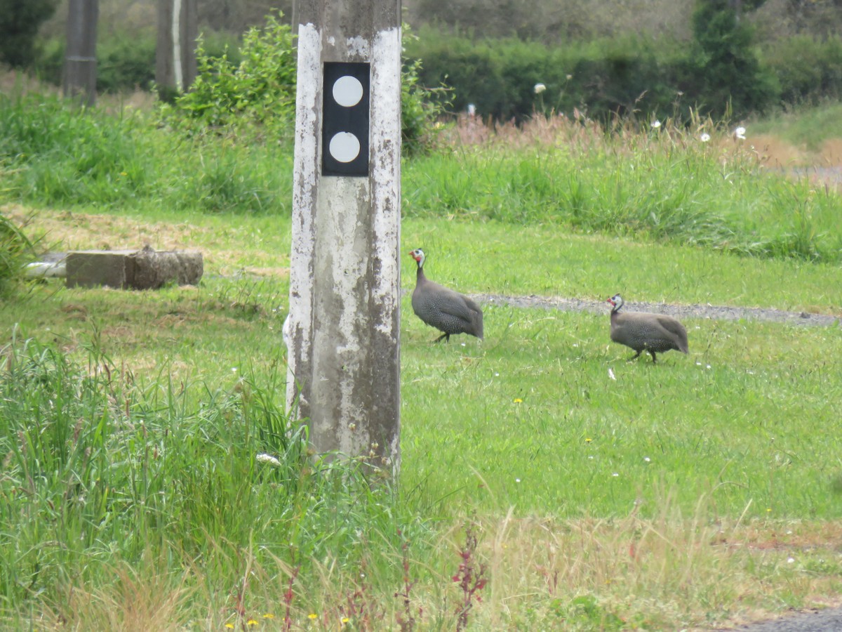 Helmeted Guineafowl (Domestic type) - ML622422857