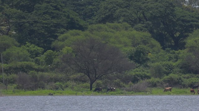 Txenada mokobeltza - ML622422932