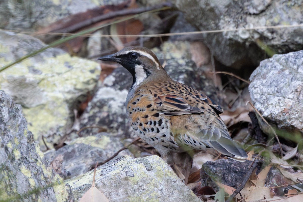 Spotted Quail-thrush - ML622423008