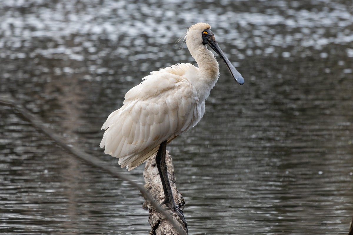 Royal Spoonbill - Mason Bye