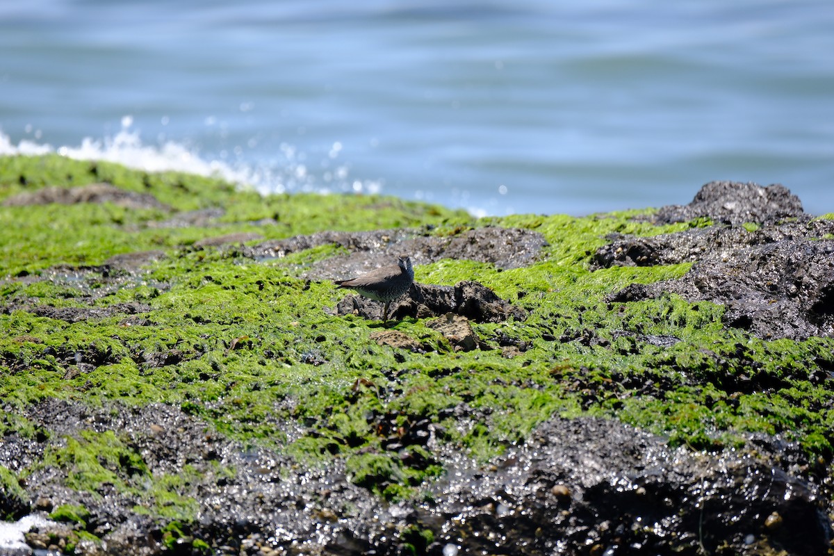 Wandering Tattler - ML622423236