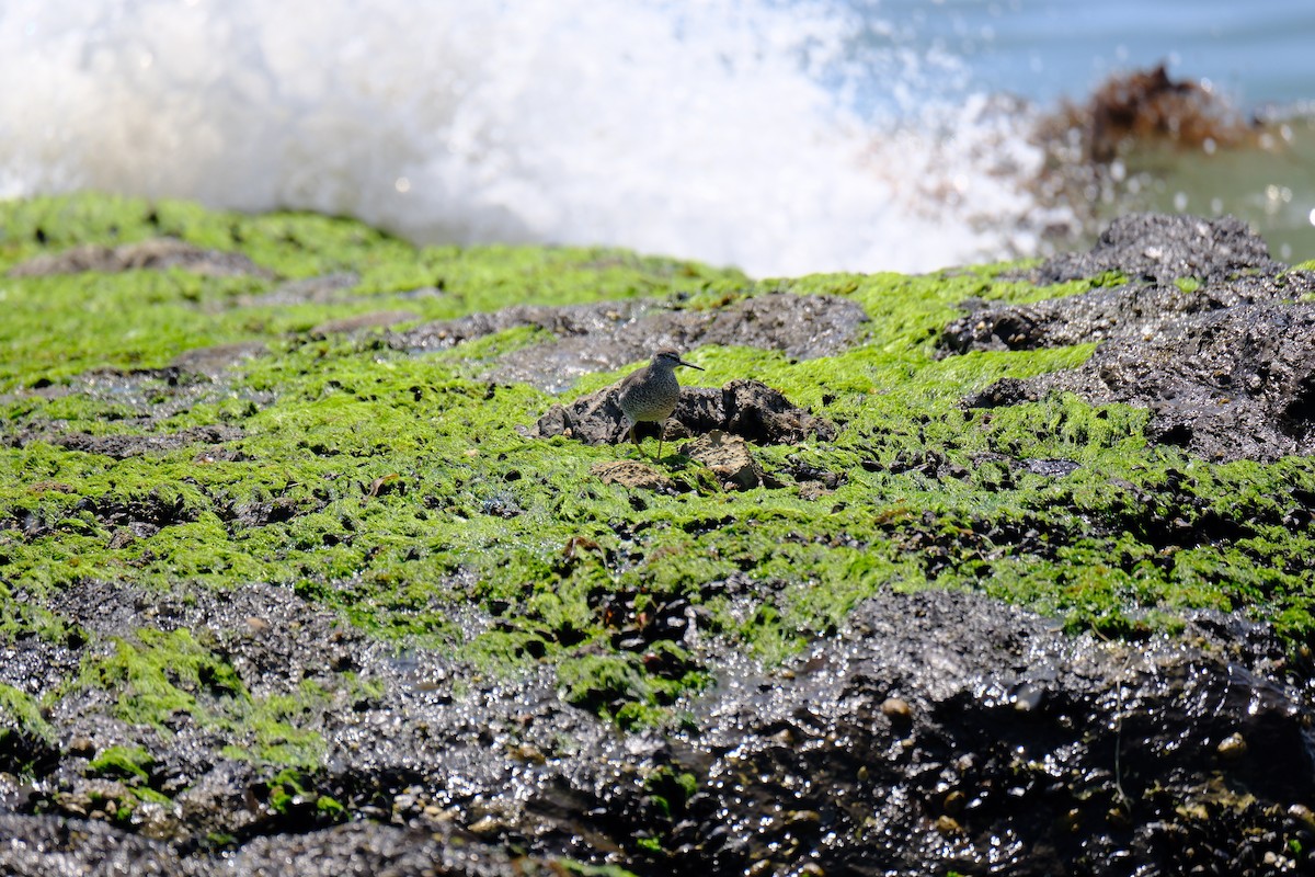 Wandering Tattler - ML622423237