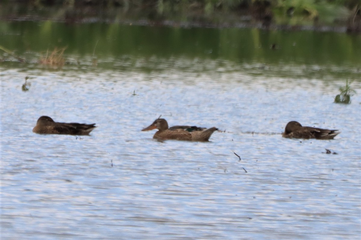 Northern Shoveler - Daniel Laforce