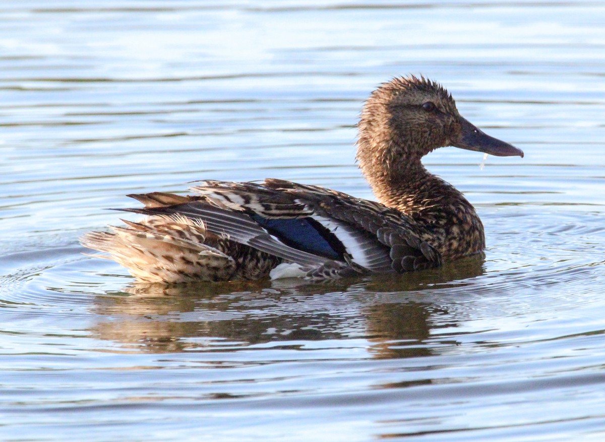 Mallard - ML622423396