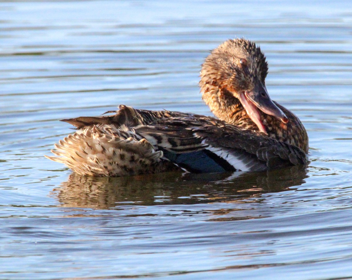 Mallard - ML622423397