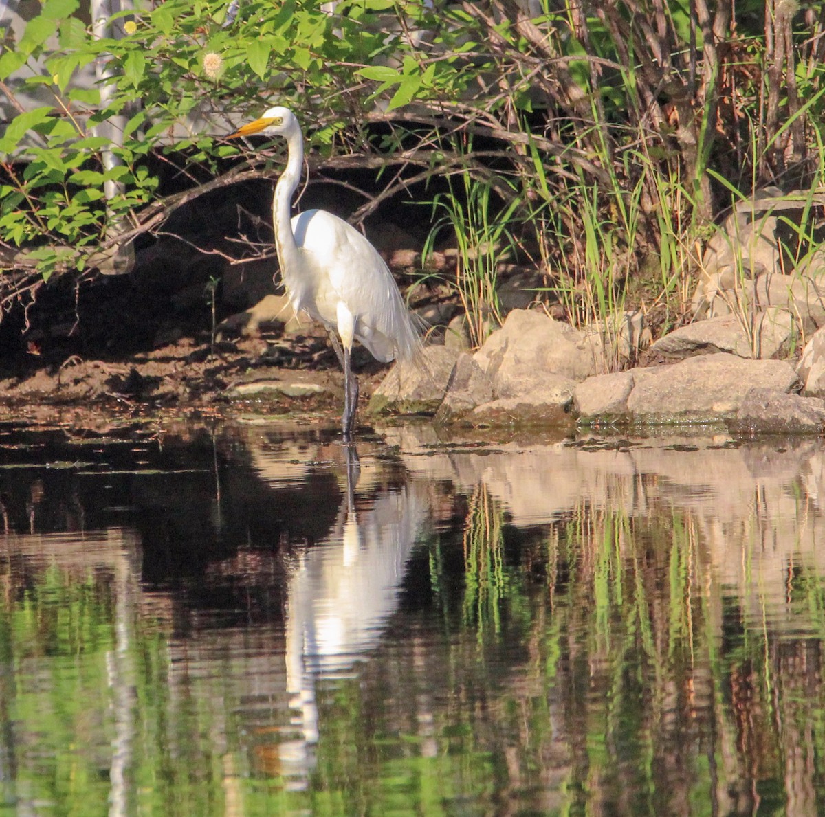 Great Egret - ML622423400