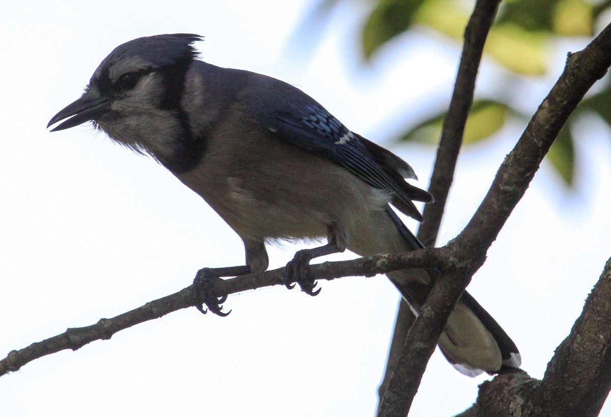 Blue Jay - ML622423418