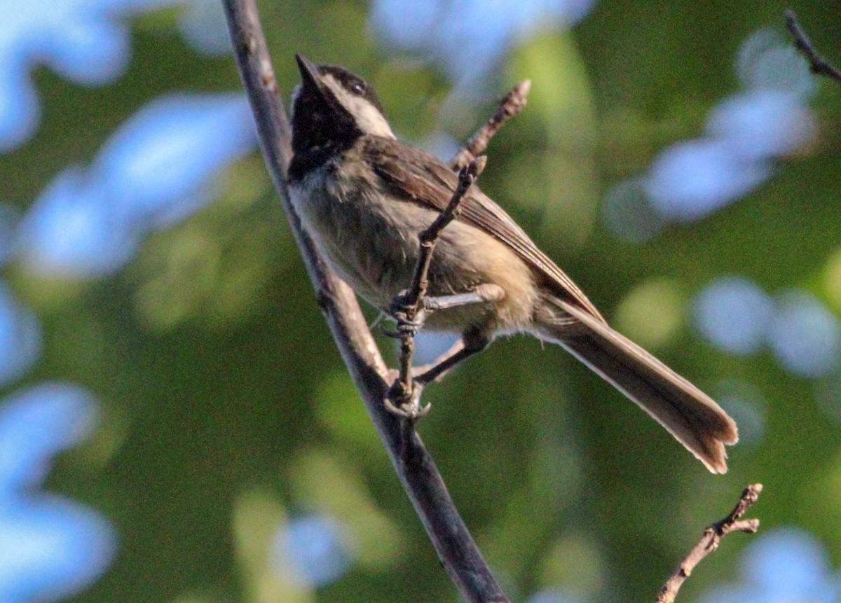 Carolina Chickadee - ML622423438