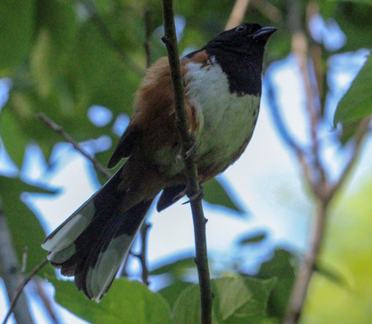 Eastern Towhee - ML622423445