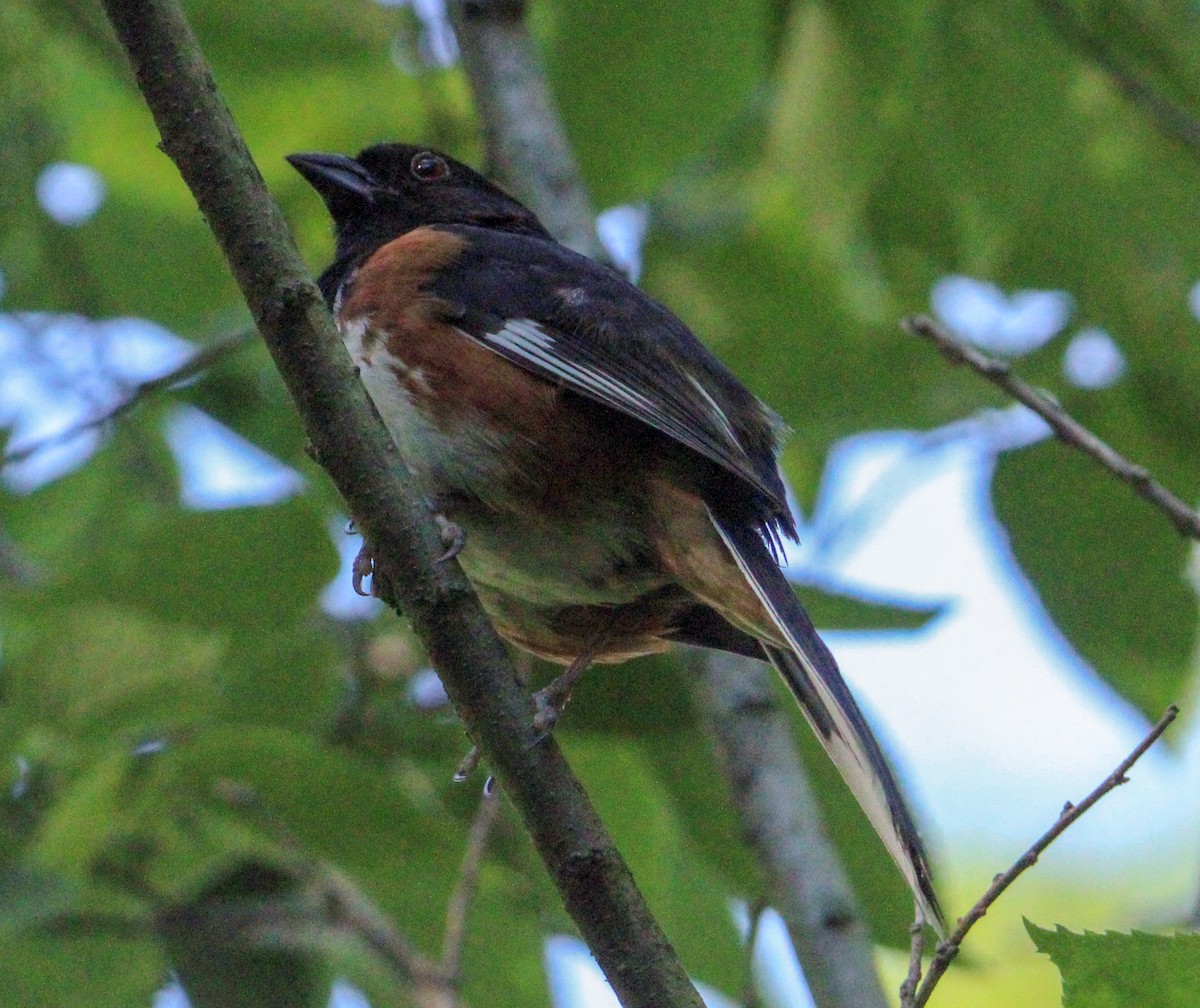 Eastern Towhee - ML622423446