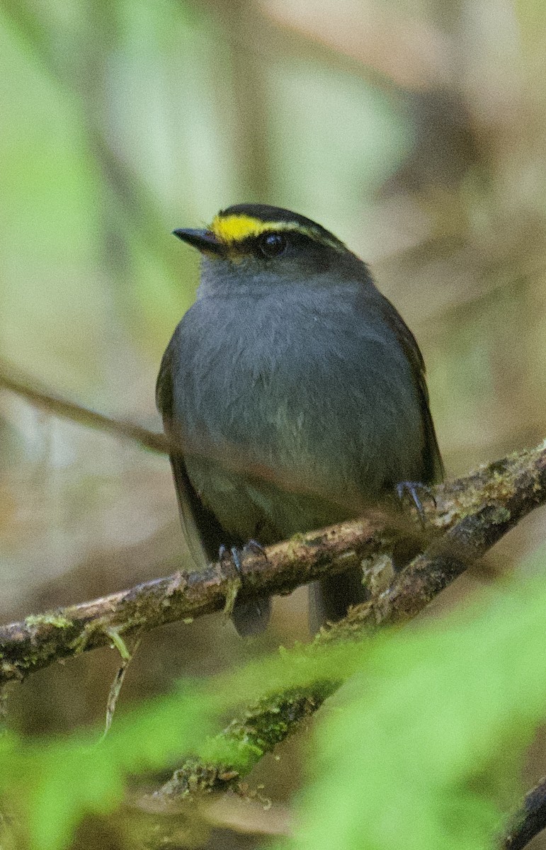 Golden-browed Chat-Tyrant - ML622423470