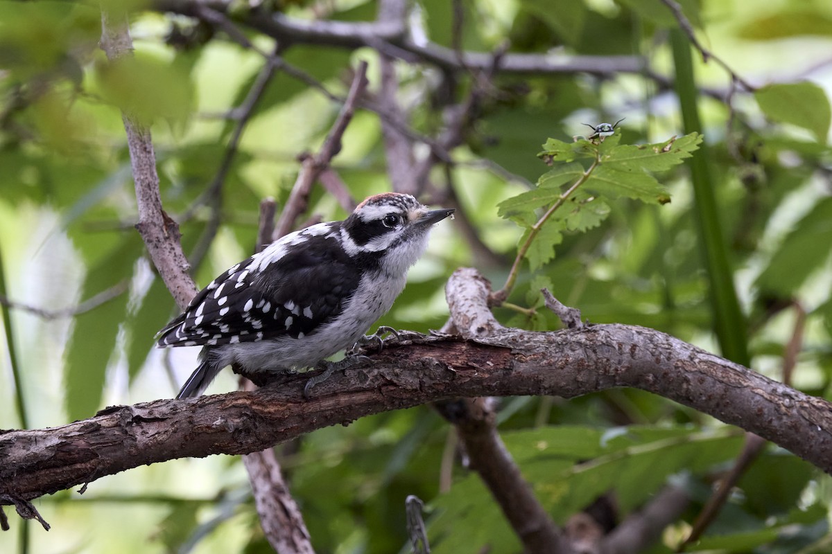 Downy Woodpecker - ML622423521