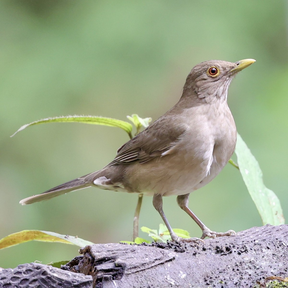 Ecuadorian Thrush - ML622423541