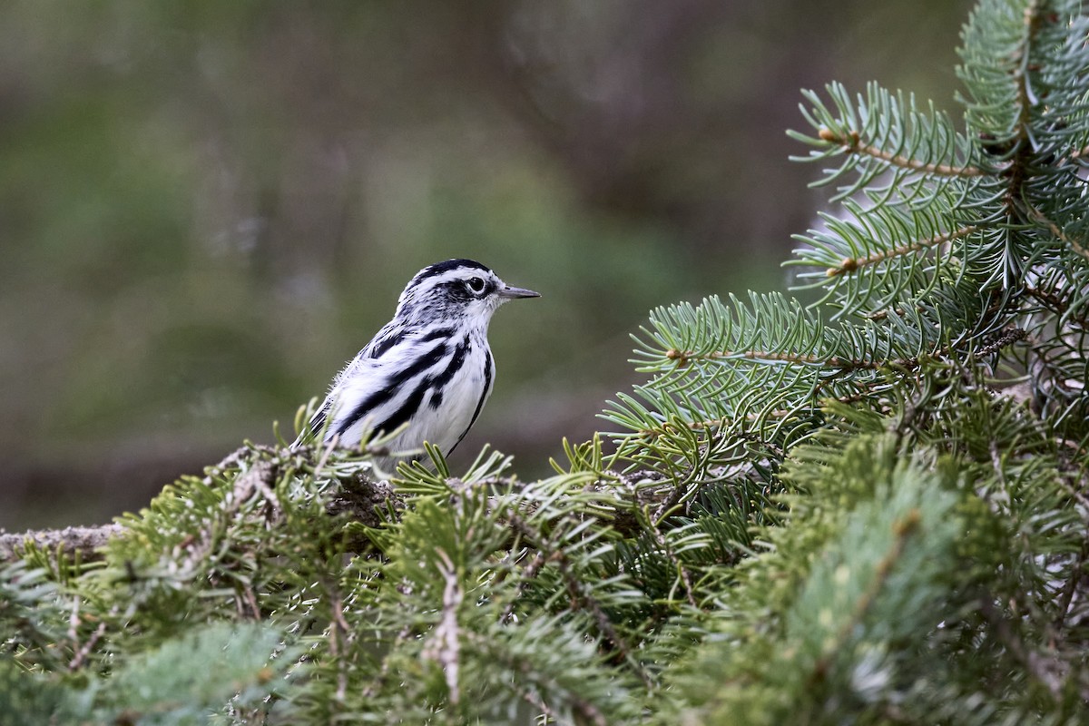 Black-and-white Warbler - ML622423545