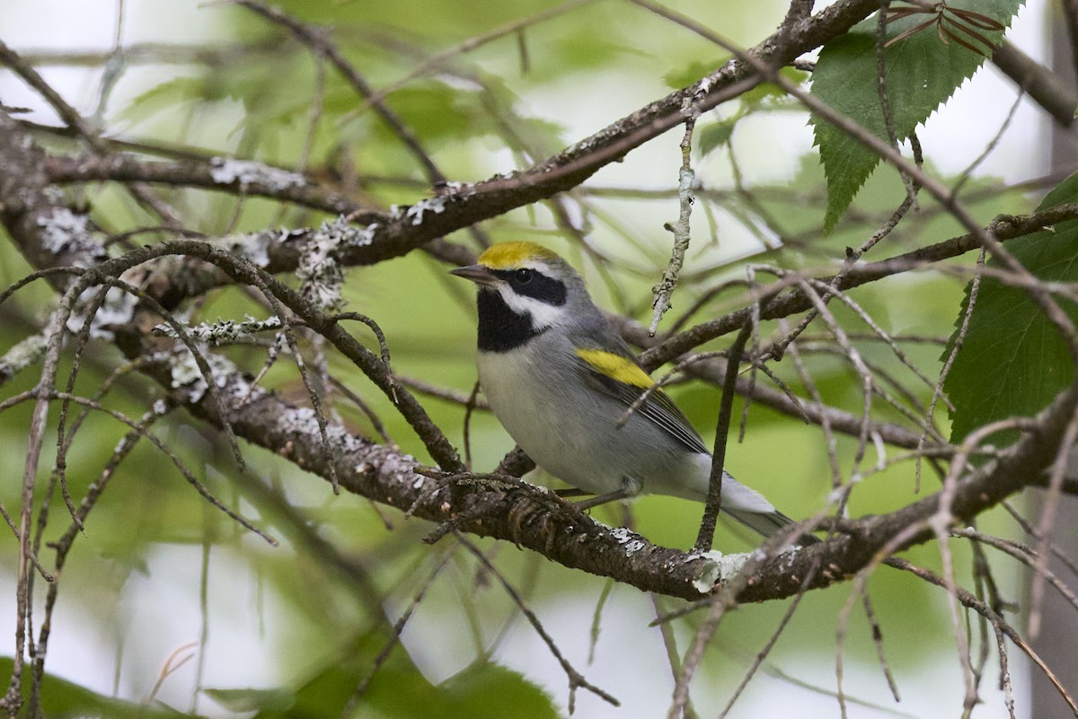 Golden-winged Warbler - ML622423548