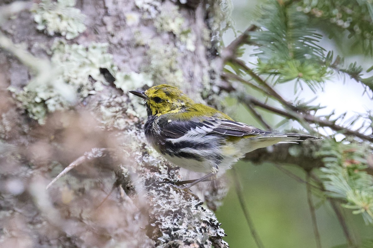 Black-throated Green Warbler - ML622423559