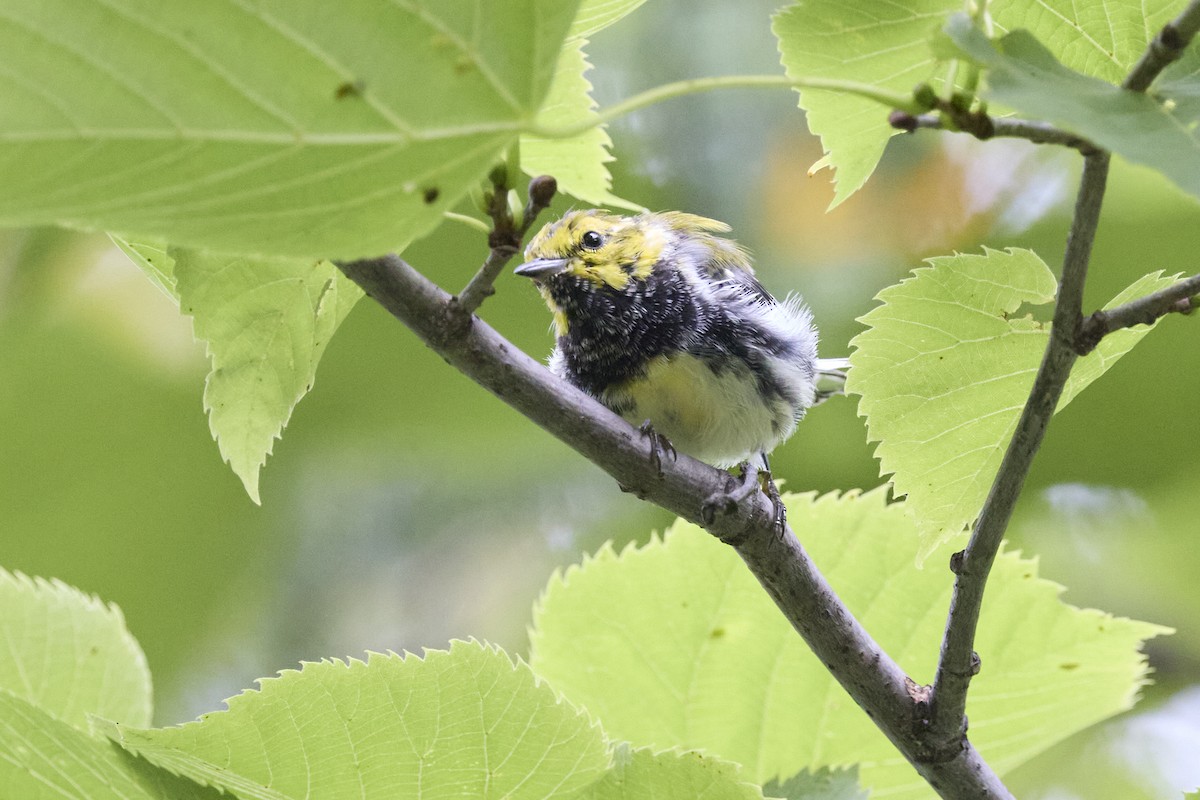 Black-throated Green Warbler - ML622423560