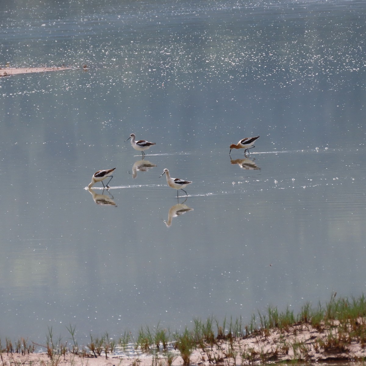 Avoceta Americana - ML622423569