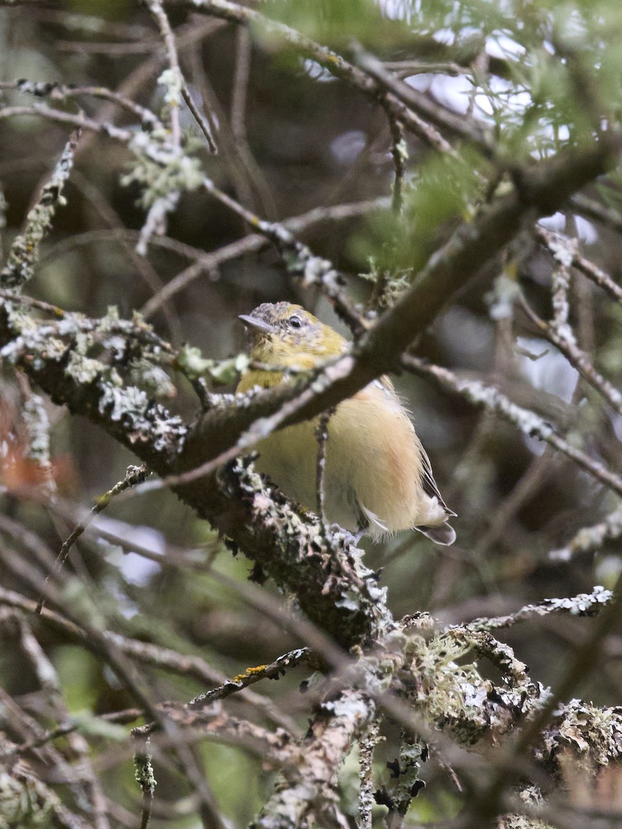 Bay-breasted Warbler - ML622423570