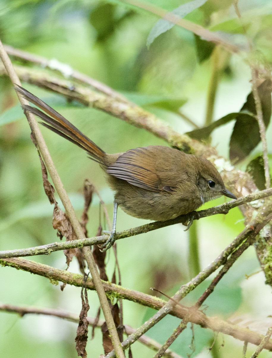 Apurimac Spinetail - ML622423601