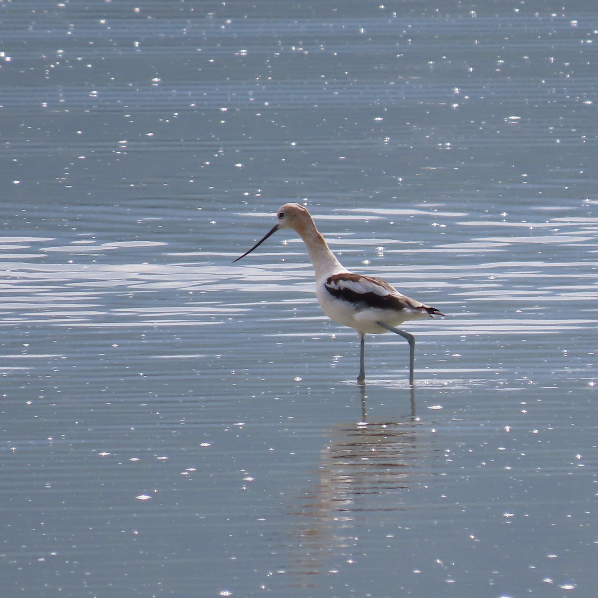 Avoceta Americana - ML622423616