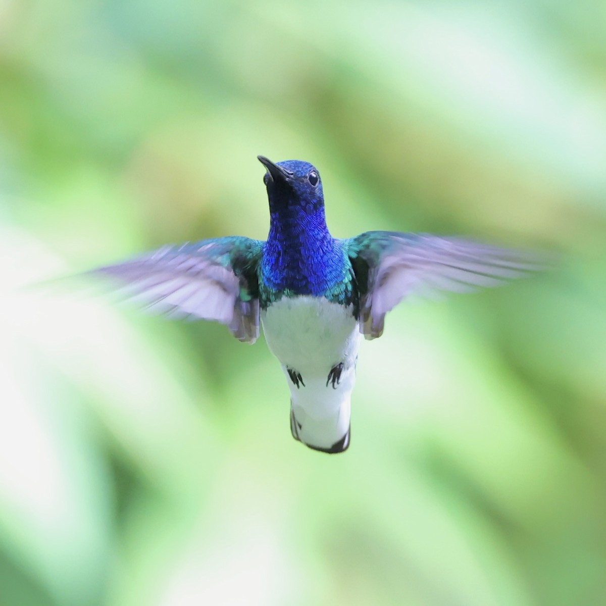 White-necked Jacobin - ML622423667