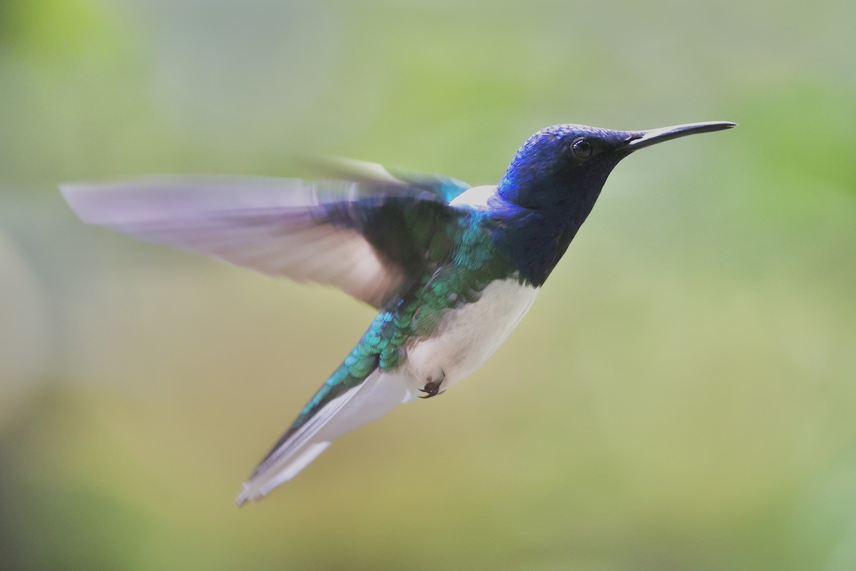 White-necked Jacobin - ML622423668