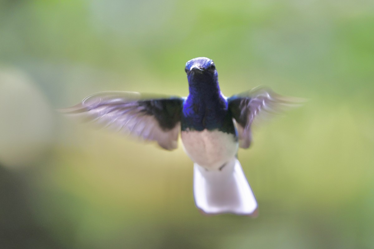 White-necked Jacobin - ML622423669