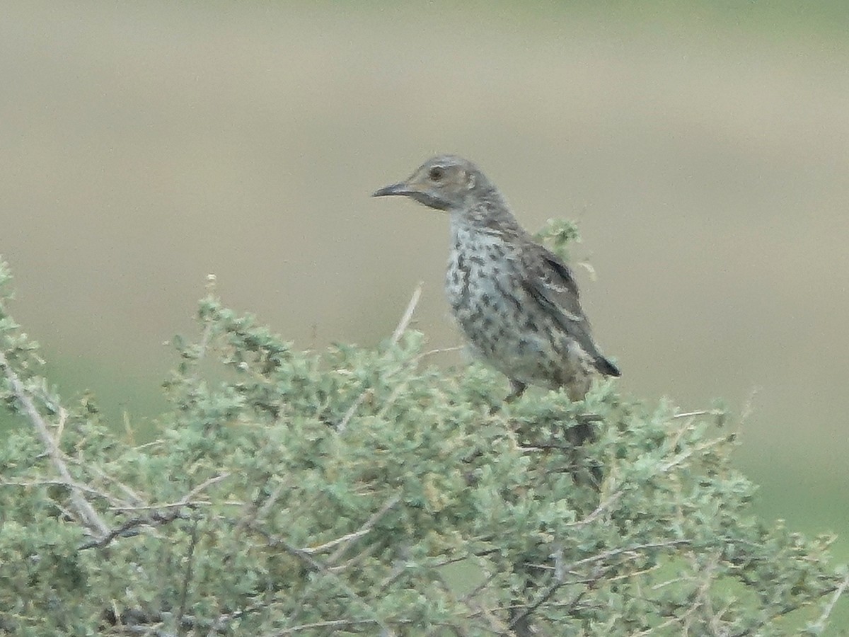 Sage Thrasher - ML622423686