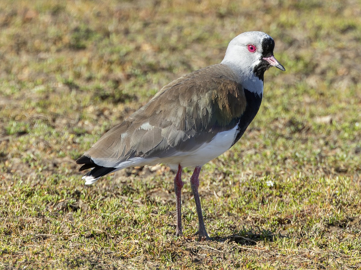 Southern Lapwing (chilensis/fretensis) - ML622423704