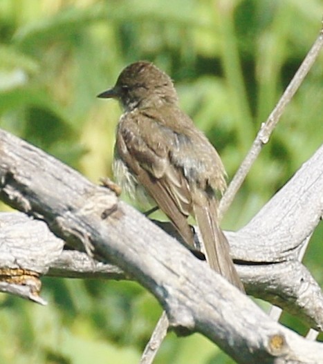 phoebe sp. - ML622423815