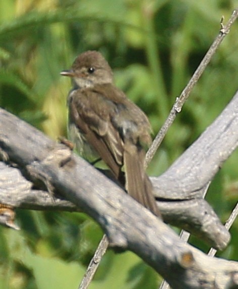 phoebe sp. - ML622423816