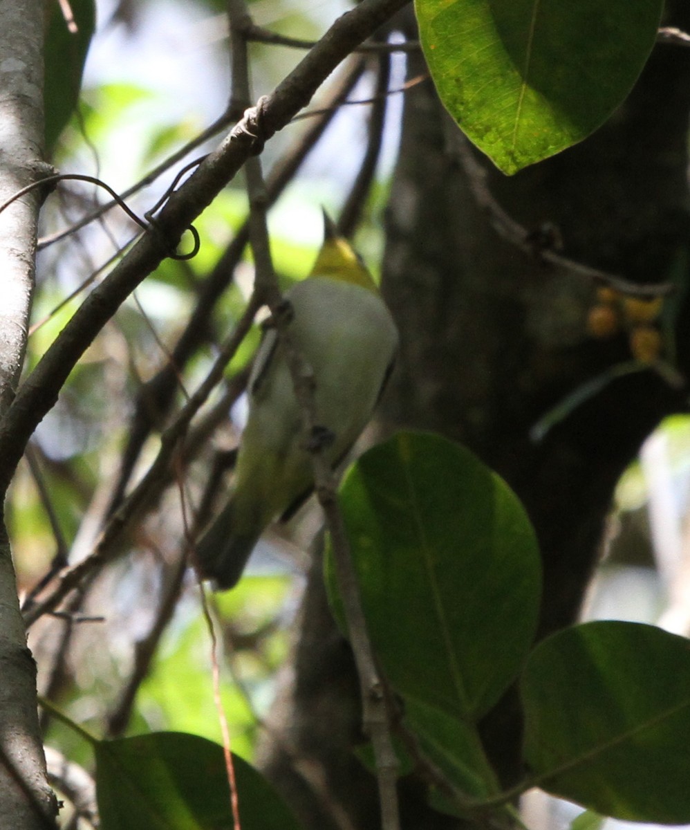 Ashy-bellied White-eye - ML62242391