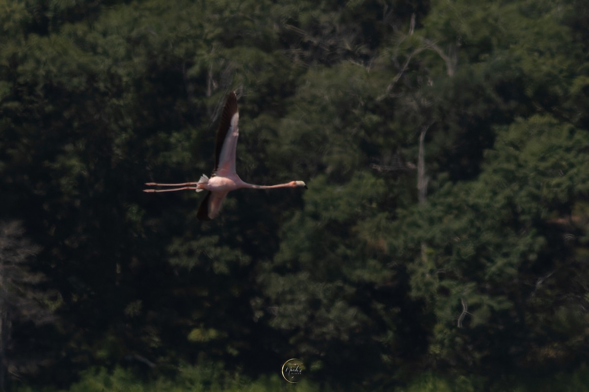 Flamant des Caraïbes - ML622423922