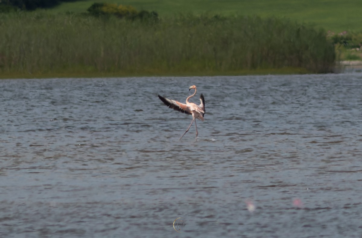 Flamant des Caraïbes - ML622423923